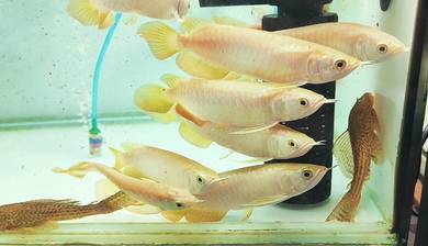 sk arowana