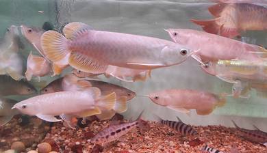 sk arowana