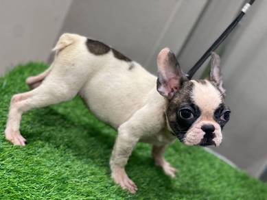 4month High Quality French Bulldog Best Price