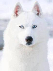 Open for visit High Quality Fullwhite Wooly Husky