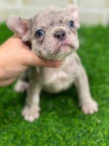 2month High Quality French Bulldog Ready rehome