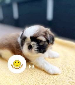 Great Xmas Promotion Shih Tzu puppy dog