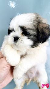 Xmas Promo Shih Tzu very cute puppy dog