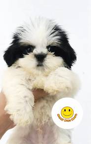 Xmas Promo Shih Tzu puppy dog M30033