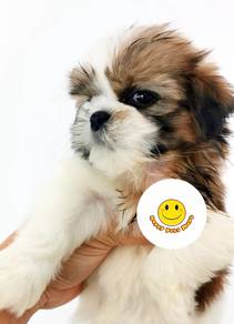 Xmas Promotion Shih Tzu puppy dog Q30022