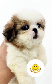 Xmas Promotion Shih Tzu puppy dog M500788