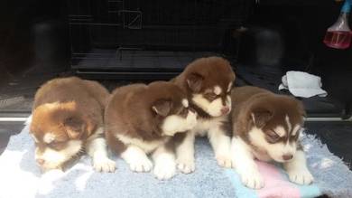 Quality Brown/Black Wooly Husky Open4visit 4 weeks