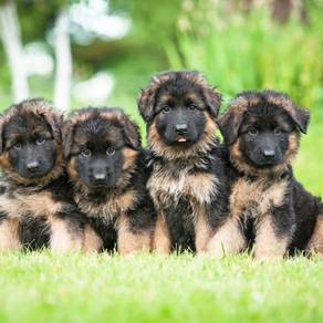 Quality Champion bloodline German Shephard MKA