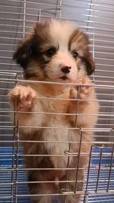 Rehome High Quality Red white Corgi 5weeks MKA