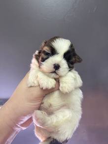 Best offer Quality Shih tzu Rehome 5weeks