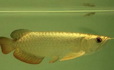 long yu arowana wholesale