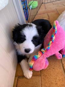 2month old Rehome Black White Border Collie MKA