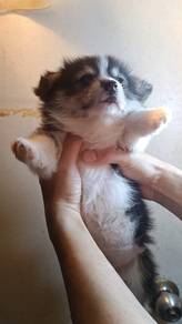 Rehome Quality Corgi MKA tri colour Open for visit