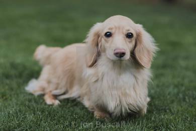Best Quality Champion Long hair dachshund MKA
