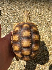 Sulcata sales tortoise supplies