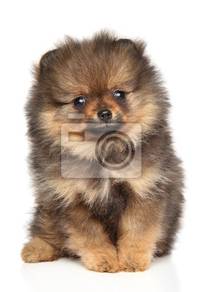 Quality Pomeranian POM MKA 2month Blacktan & white