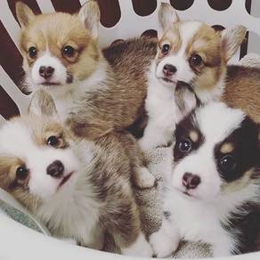 OPen4visit High Quality Corgi MKA 6weeks