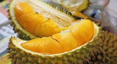 Agricultural-Land-for-sale-Balik-Pulau-Penang