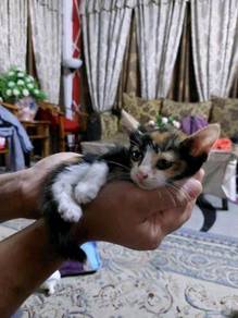 Kucing free - Pets for sale in Malaysia - Mudah.my