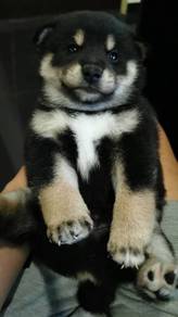 Rehome Quality Black Shiba inu MKA 2month