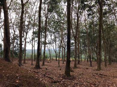 Durian Tunggal ,freehold rubber trees agriculture land for sale
