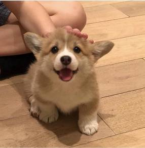 High Quality Corgi 6weeks MKA Super Promotion 35%o