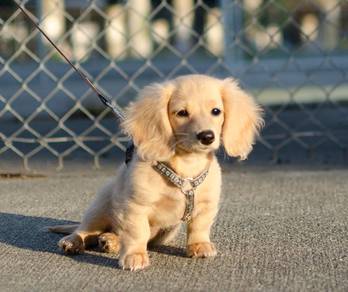 Quality longhair dachshund MKA Ready rehome 8weeks