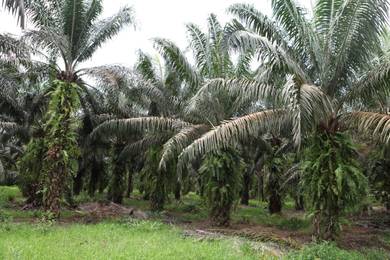 Agricultural-Land-for-sale-Sik-Kedah