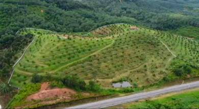 27 acres Durian Farm : Kuala Kangsar : Perak : Freehold, well maintain
