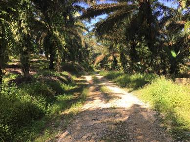 Freehold Agriculture Land For Sale At Bidor,Sungkai,Perak