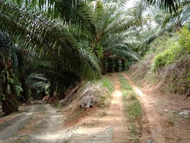 Agricultural-Land-for-sale-Sungai-Siput-Perak
