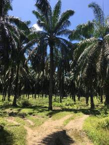 Agricultural-Land-for-sale-Sungai-Siput-Perak