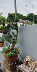 Bonsai Podocarpus/ luo han song to let go