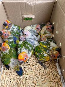 sun conure bird parrot burung