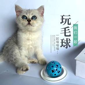 Hollow Plastic Ball with Bell Inside Cats Toy