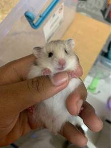 Baby Syrian Hamster Almost Anything For Sale In Malaysia Mudah My Mobile