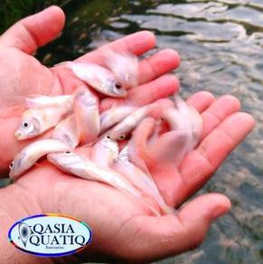 Benih ikan talapia - Pets for sale in Malaysia - Mudah.my