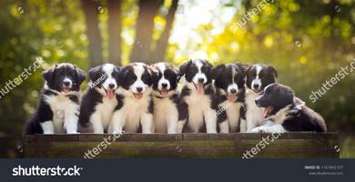 Quality Border Collie Black white MKA rehome