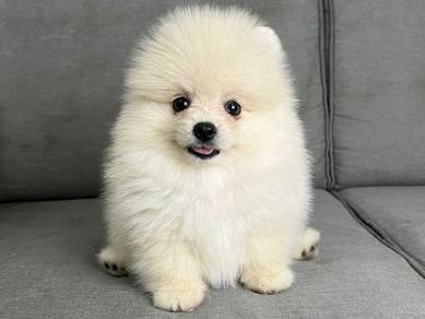 Ready rehome Best Quality POM 2month