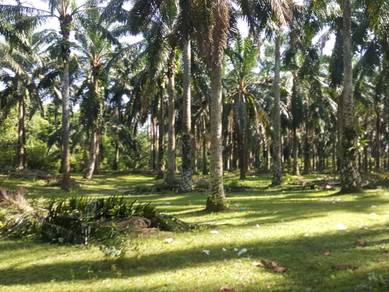 Agricultural-Land-for-sale-Gopeng-Perak