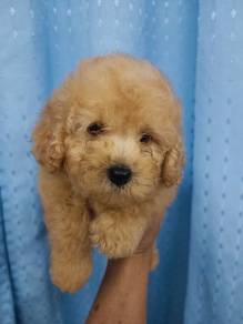 Pomeranian X Toy Poodle Puppy For Sale - Pets For Sale In Jalan Kuching,  Kuala Lumpur