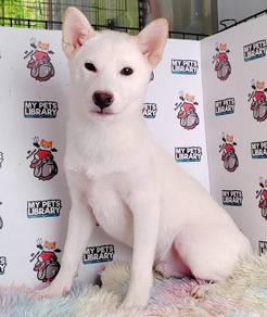 Found 350 Results For Shiba Inu Puppy, Find Almost Anything For Sale In  Malaysia | Mudah.My