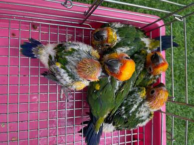 burung sun conure comel