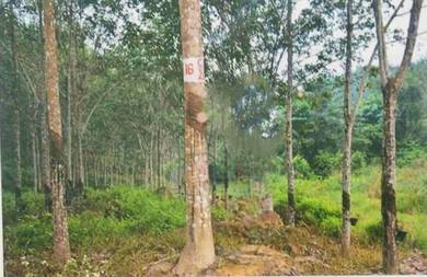 Kelantan 22010 acres FULLY PLANTED Rubber Plantation Land SALE