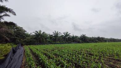 FREEHOLD Johor Kluang Machap 32 acres FULLY PLANTED Palm oil Land SALE