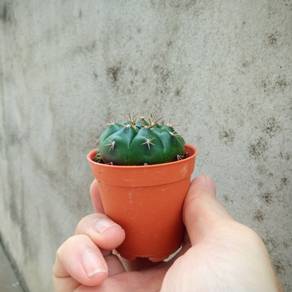 Mini pot gymnocalycium cactus succulents cacti
