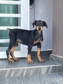 Found 53 Results For Doberman, All Pets & Supplies In Malaysia - Buy & Sell  Pets & Supplies - Mudah.My
