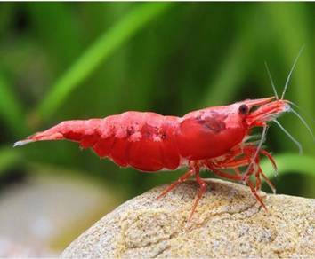 Red cherry shrimp neocaradina