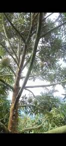 8 acres Musang King and Orchee Durian Farm Ulu Tiram