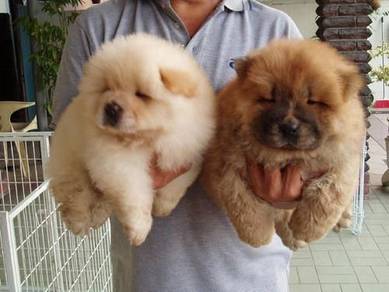 Chow puppies for 2024 sale near me